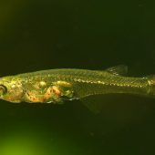 Minifisch mit 140 Dezibel so laut wie ein ­Düsentriebwerk
