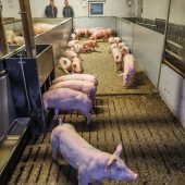 Der Boden unter den Schweinefüßen