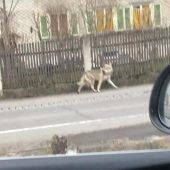 Online viel Lärm um einen Hund