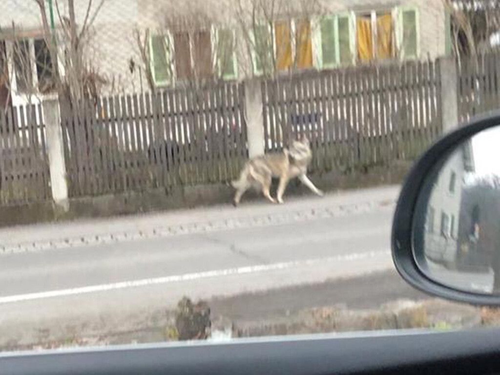 Der Wolfhund sorgte seit Montag online für Aufregung. Screenshot