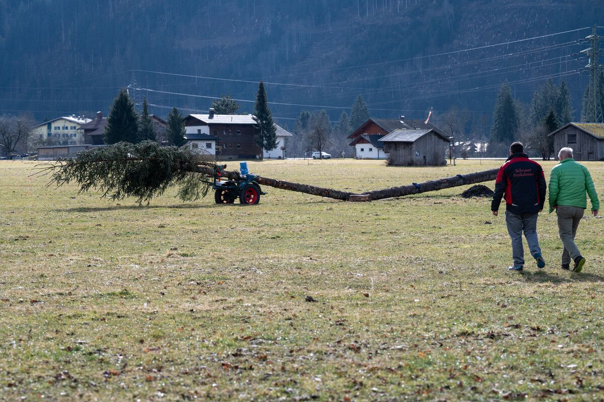 Die große Tanne mit dem Knick. Ein böswilliger Akt gegen die Schrunser Funkenbauer. VN/Serra