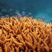Sommer-Hitzewelle schädigte Korallenriff in Florida massiv