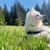 Aktuelles zur Hundehaltung in Feldkirch