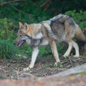 „Im Siedlungsbereich hat der Wolf nichts verloren“