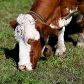 Verdacht auf Tierquälerei und Medikamentenhandel