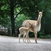 Kleines ­Vikunja
