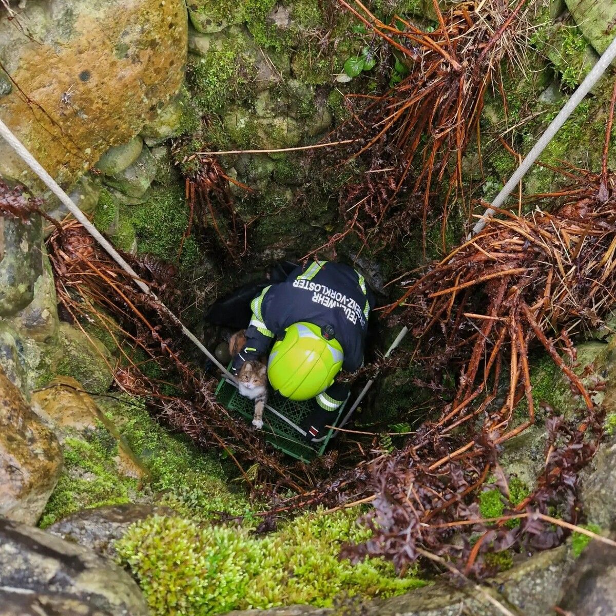 Nach tagelangem Ausharren in einem uralten Brunnen kam für „Kali“ die rettende Feuerwehr. FEUERWEHR VORKLOSTER