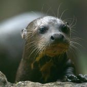 Neugieriger Riesenotter