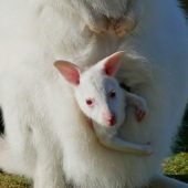 Albino-Känguru
