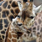 Hübscher Giraffenbub