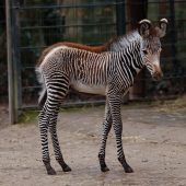 Seltenes Zebrafohlen