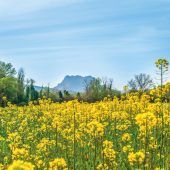 Die Provence in Gelb