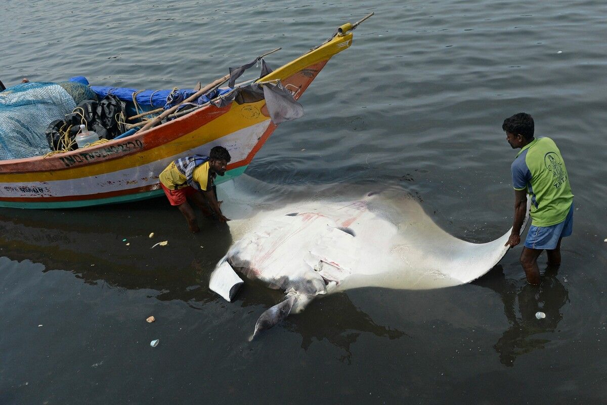 Fischfang und Lebensraumverlust bedrohen Fischarten wie den Rochen.afp