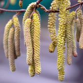 Die Pollen kommen ­wieder in Fahrt