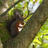 Die inatura sucht Fotos von Eichhörnchen