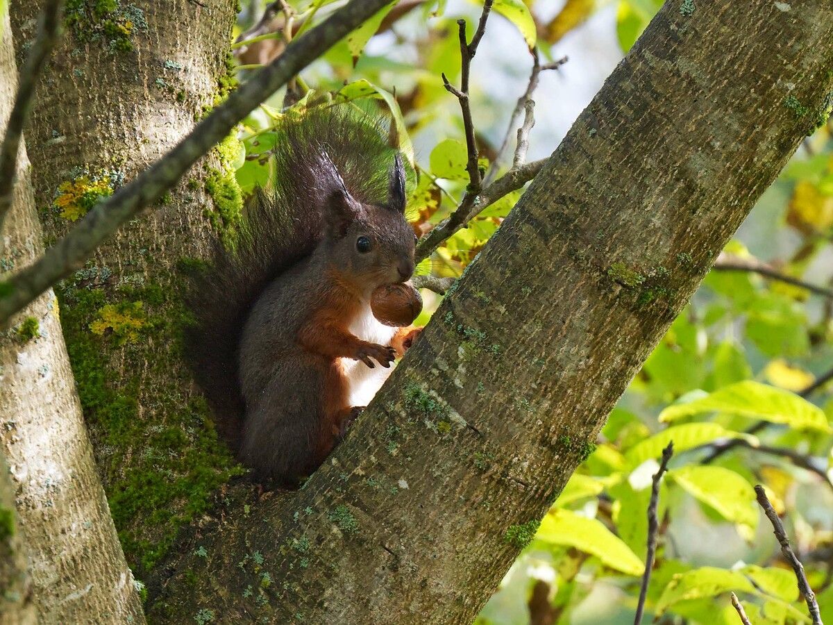 Ganz schön hungrig: Die Eichhörnchen können derzeit vielerorts bei der Futtersuche beobachtet werden. inatura