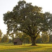 Literaturwettbewerb zum Thema „Baum“