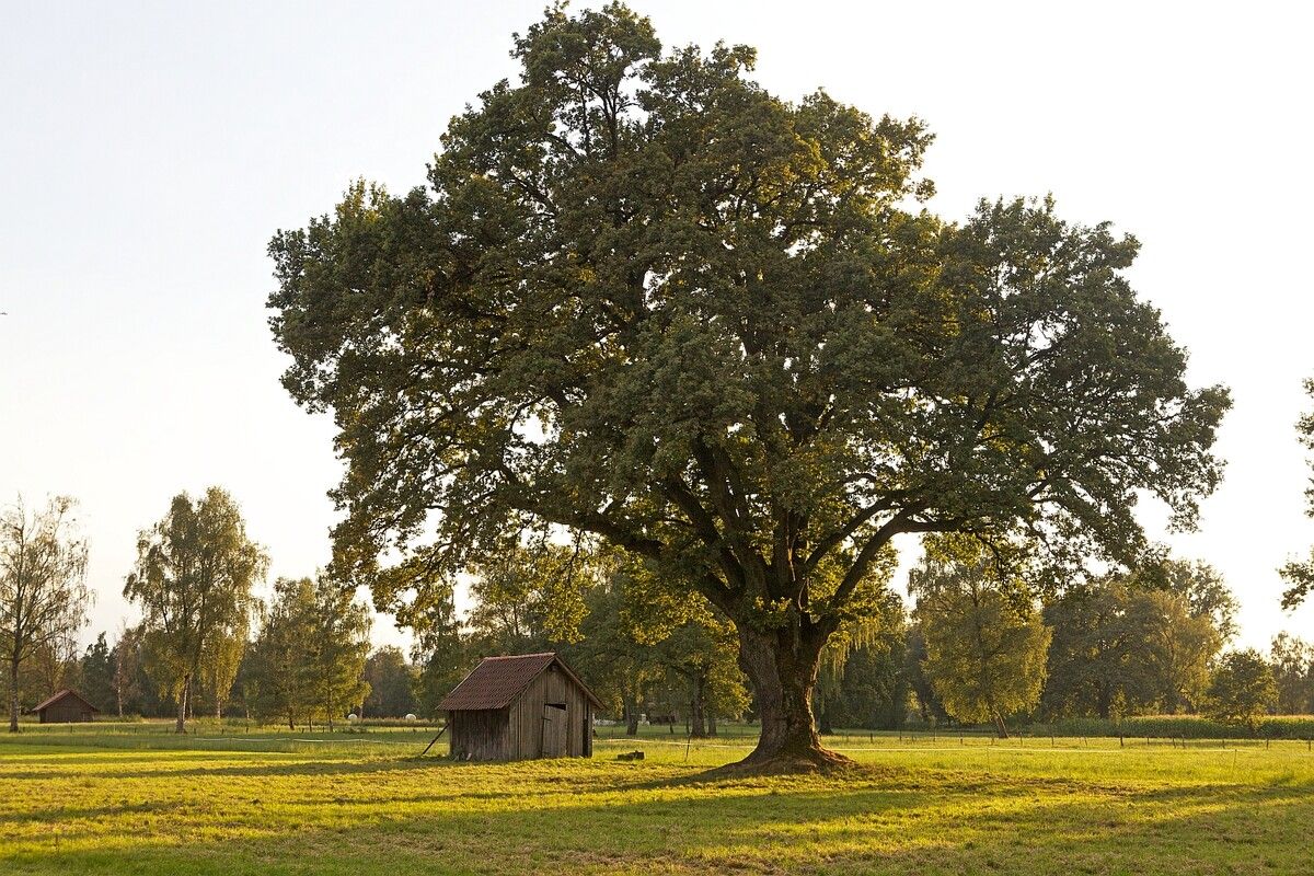 Im Zentrum der Geschichte soll ein Baum stehen. Gesucht werden alle Textarten – Geschichten, Gedichte, Essays, etc. Konrad Amber