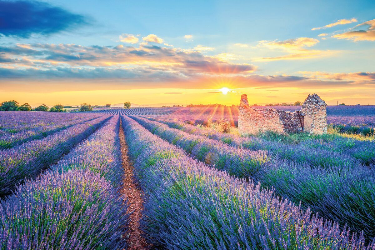In den Sommermonaten prägt der Lavendel das Landschaftsbild der Provence. Dann ist aber auch mehr los. Shutterstock