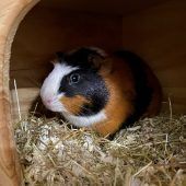 Bijou sucht ein neues ruhiges Zuhause
