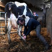 Tierärzte und Bauern auf Partnersuche