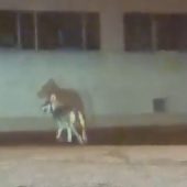 Eine Woche nach der Wolfssichtung