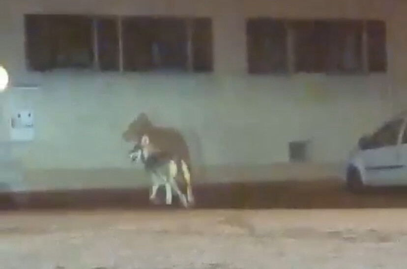 Vor einer Woche war der Wolf durch die Südtiroler Siedlung in Bludenz spaziert.Jagschitz