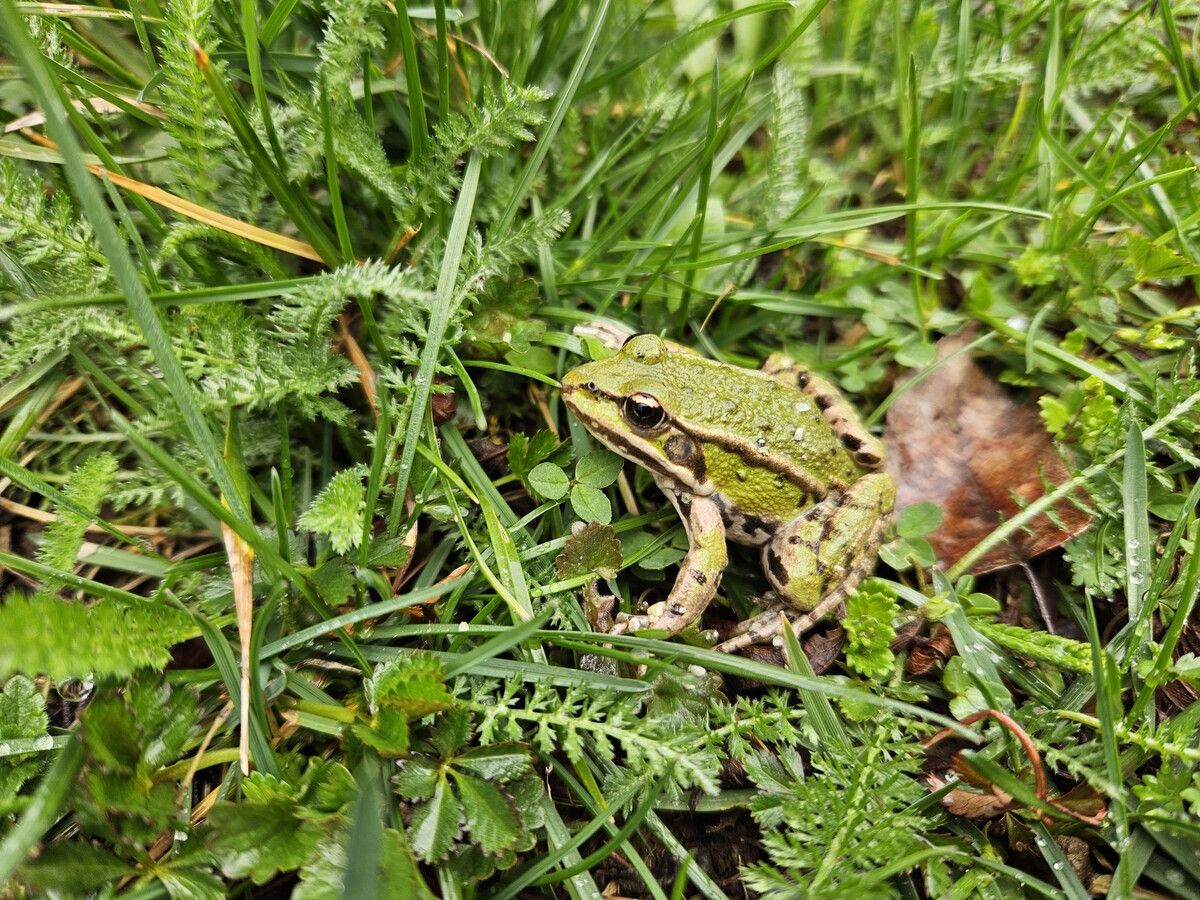 Am heutigen Mittwoch ist Welttag des Froschs. Der Naturschutzbund ruft daher zur Amphibienbeobachtung auf. Naturschutzbund