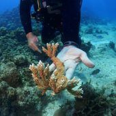 Korallenbleiche am Great Barrier Reef verschlimmert sich