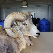 Riesenschafe zum ­Abschuss gezüchtet