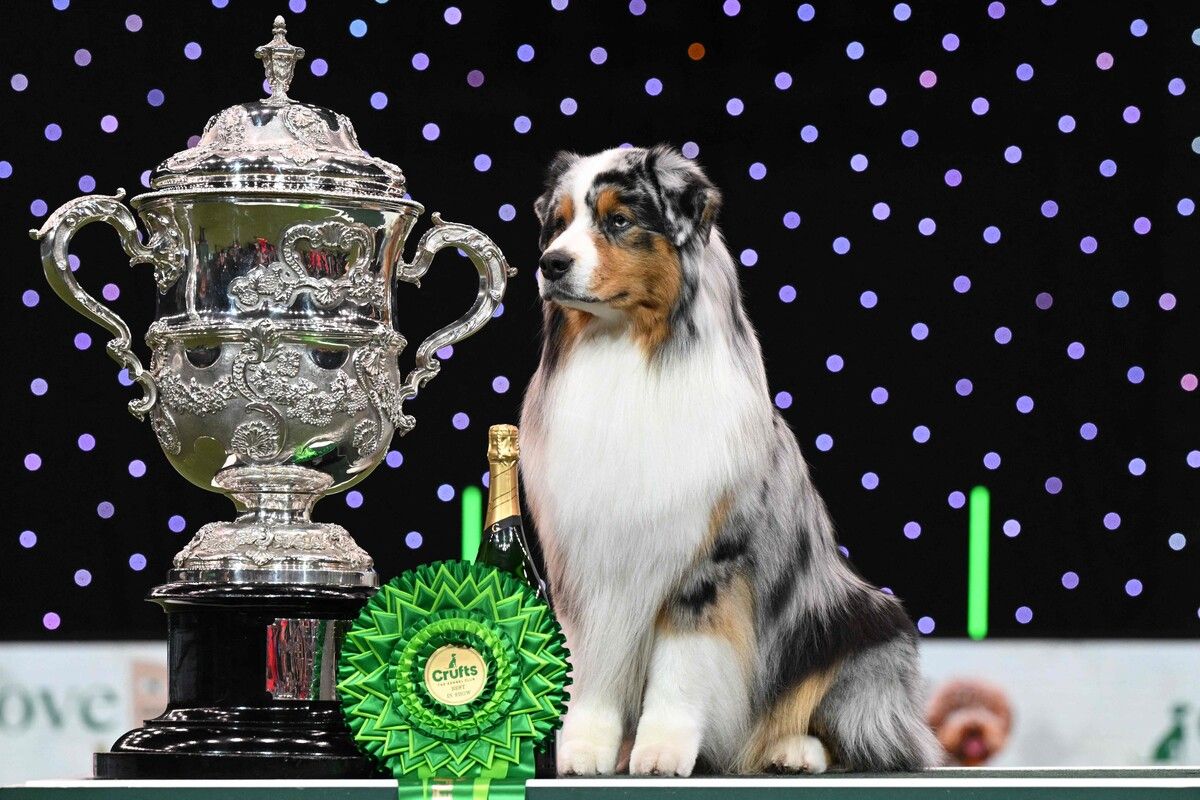 Bei der weltgrößten Hundeschau Crufts in Birmingham ist der Australian Shepherd Viking der Gewinner der Kategorie „Best in Show“. AFP