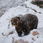 Tierschützer fordern Verfahren ­gegen Italien wegen Bärentötung