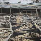 Waldbrände in Texas weiten sich aus