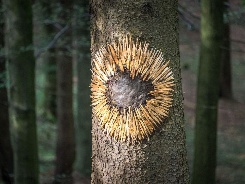 Der Land-Art-Workshop findet in Thüringerberg statt. Leo Fellinger