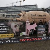 Verbot des ­Vollspaltenbodens