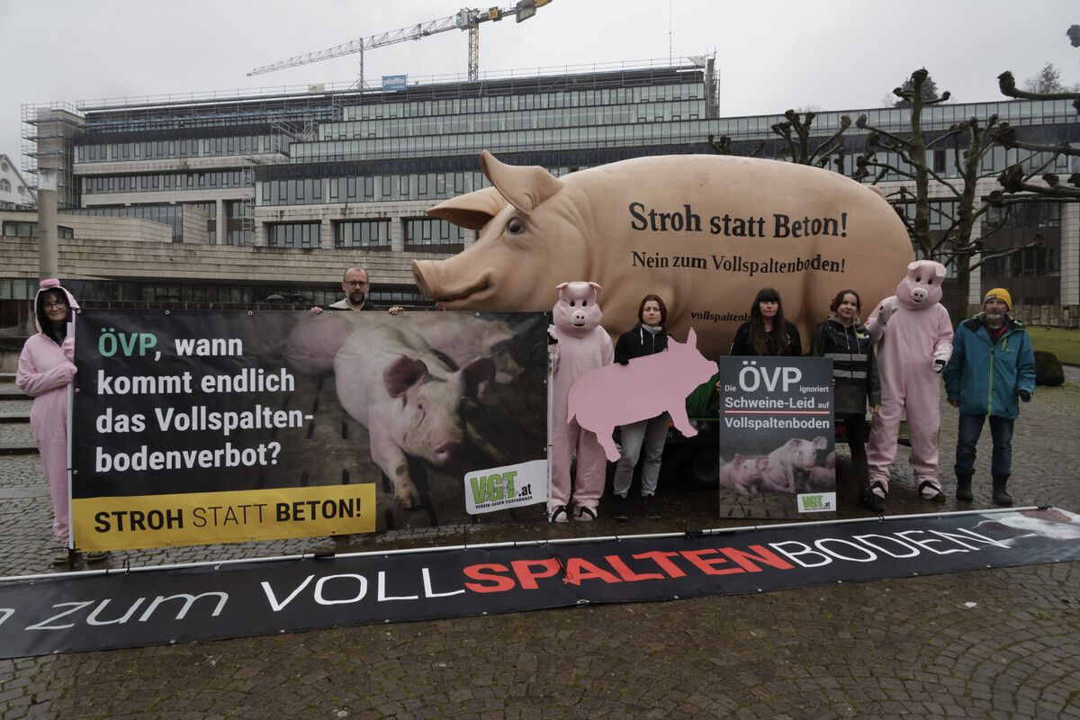 Der Verein gegen Tierfabriken fordert ein Verbot des Vollspaltenbodens.
paulitsch