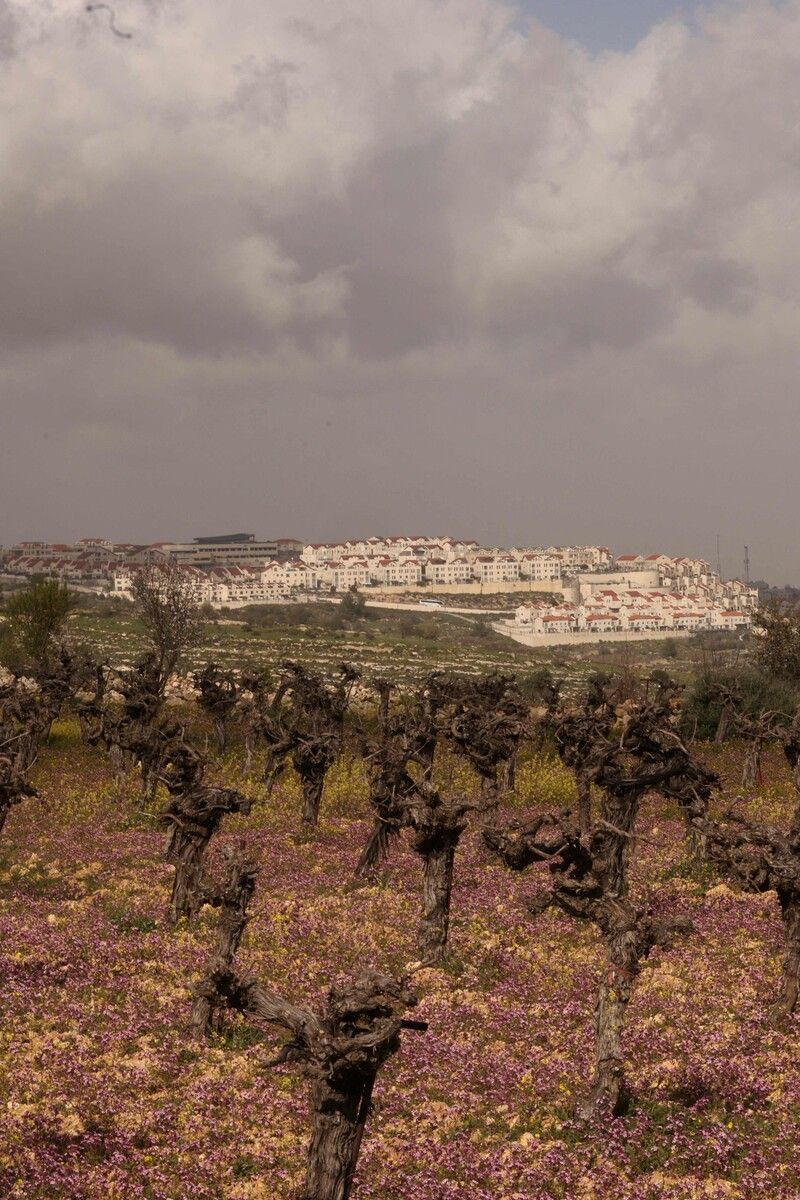 Die israelische Siedlung Efrata wurde 1980 im Westjordanland errichtet. AFP
