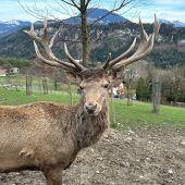 Wildpark-Shuttle nimmt Betrieb auf