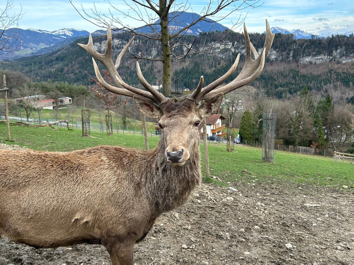 Die Tiere im Wildpark in Feldkirch können wieder mit dem Shuttle besucht werden.har
