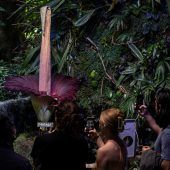 Stinkblume lockt Besucher in Massen