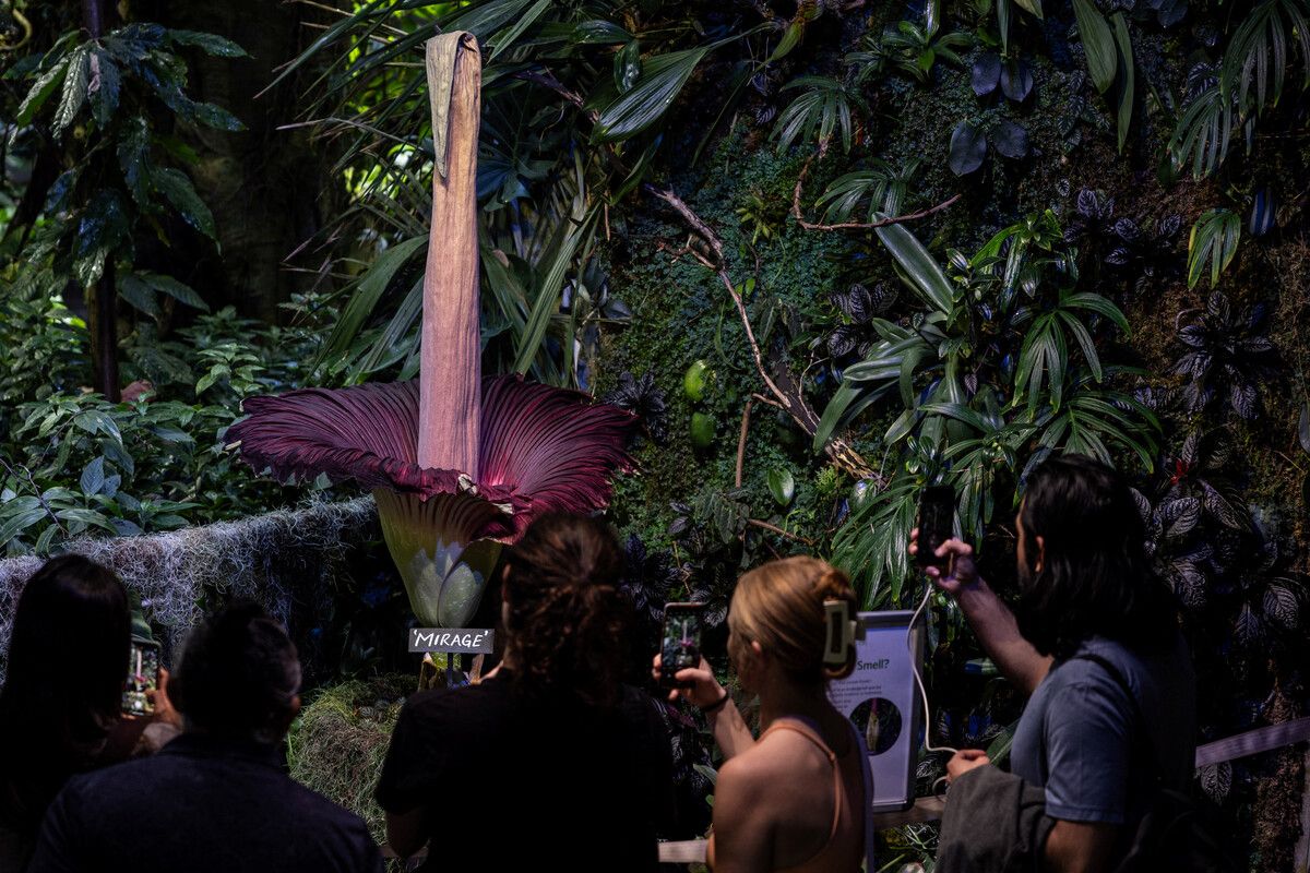 Die Titanwurz befindet sich in der California Academy of Sciences. RTS