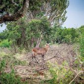 Queen Elizabeth Nationalpark