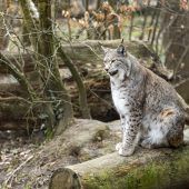 Sanierung und Quarantänestation: 1,5 Millionen-Euro-Investition in Wildpark. »A5