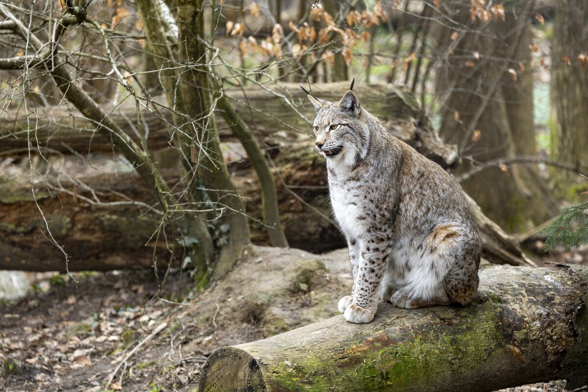 Sanierung und Quarantänestation: 1,5 Millionen-Euro-Investition in Wildpark. »A5