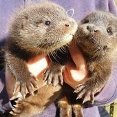 Süße ­Otterbabys