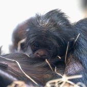 Niedlicher Bonobo