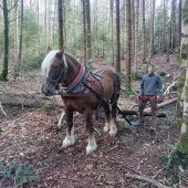 Klosterwaldprojekt Bludesch