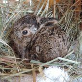 Hasenbabys gerettet