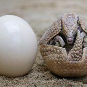 Ei, ei, ei, ein Osterei!