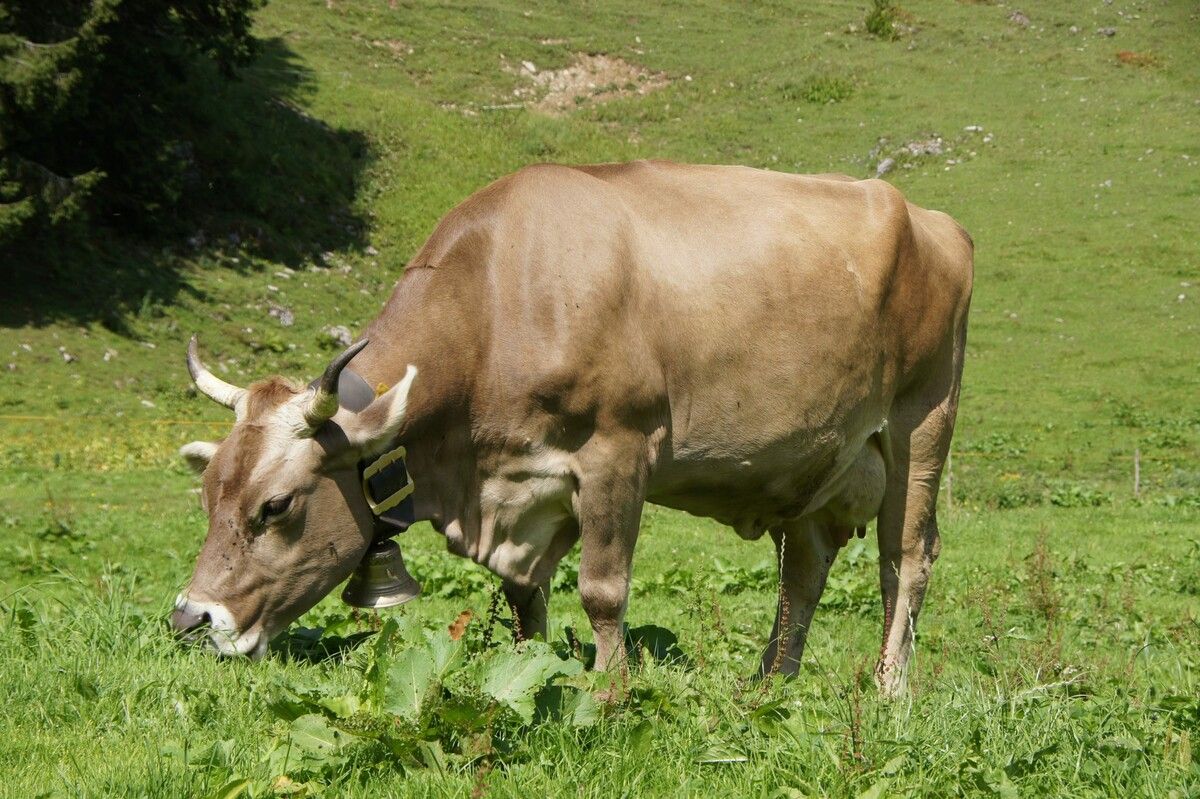 Infoabend zum Thema „Milch aus Österreich – Europameister der Umweltverträglichkeit?“.ME